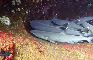Дайвер снял на камеру, как отдыхают рифовые акулы: они тоже любят обнимашки