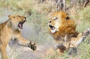 Видео: Суровые законы прайда — когда львица может напасть на льва