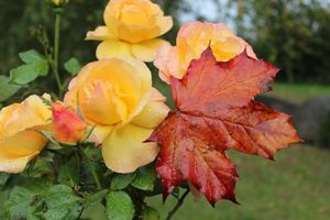 Осенний уход за розами