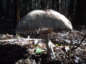 Квашеные грибы