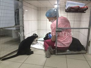 Сотрудница ветклиники спасла котенка и теперь он работает вместе с ней