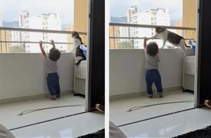 Ребенок пытался вылезти с балкона, но вмешался кот