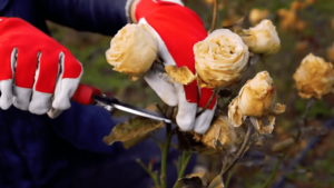 Как правильно обрезать розы и укрыть их на зиму