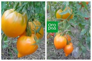 Экзотические сорта томатов, которые можно вырастить на своем участке