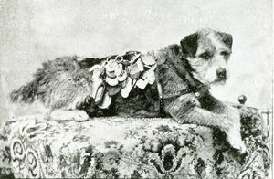 История пса Оуни, заядлого путешественника и безупречного служащего почты