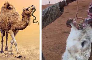 Видео: Зачем верблюдов кормят живыми змеями