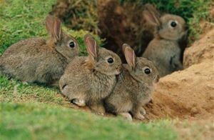 Почему детство кроликов не такое радужное, или как выжить под землей