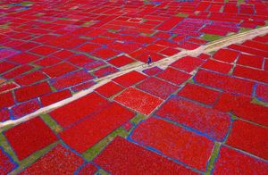 Фото дня: красное море перца чили