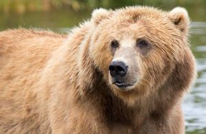Необъяснимая любовь к медведям: как этот зверь попал на гербы знаковых городов России