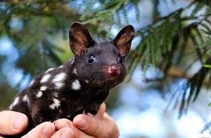 Милейшие детеныши восточных кволлов напомнят кроликам и мышам, кто в Австралии нужнее