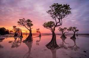 11 потрясающих снимков танцующих деревьев острова Сумба