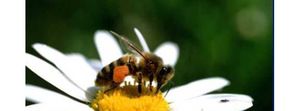 Пчелы и мухи