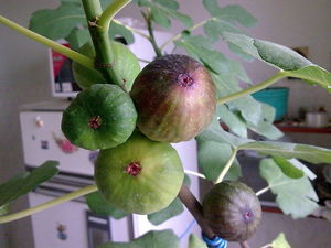 Инжир (смоковница, винная ягода, фиговое дерево):