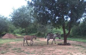 Романтическая история дружбы дикой зебры с фермерским осликом