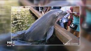 В США дельфин попытался ограбить посетительницу парка развлечений