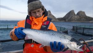 И хорошо, что отказались: норвежский лосось — рыба массового поражения.