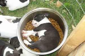 Собачки, заснувшие во время еды