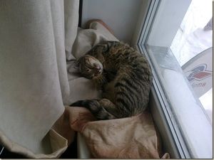 Счастливая история кота Семёна
