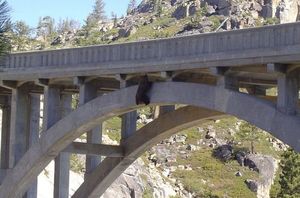 Спасение медведя, застрявшего на мосту