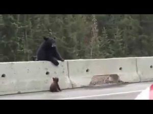 Мама медведь спасает детеныша