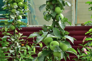 Яблони-колонны: учти тонкости агротехники