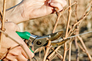 Как правильно обрезать виноград с первого по пятый год выращивания