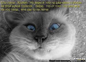 Забавные истории про котов)))