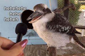 Видео: Девушка посетила зоопарк, чтобы взять у животных интервью