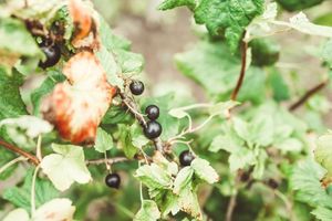 Почему мельчают ягоды смородины – 4 главные причины