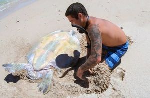 Видео: Как прошло спасение гигантской морской черепахи, застрявшей в песке на пляже