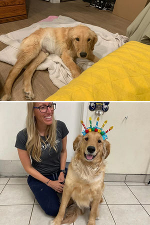 Фото собак до и после того, как их подобрали с улицы