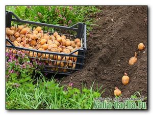 Выращивании картофеля — предпосевная подготовка клубней