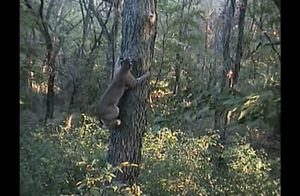Видео: Так ли просто поймать белку на дереве — рысь решила проверить лично