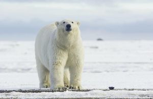 9 снимков о том, какого на самом деле цвета белые медведи