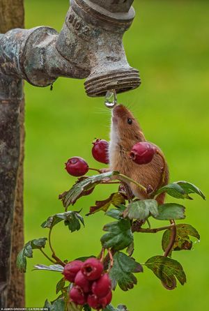 Фото недели: маленькая мышка пьет из садового крана