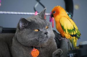 Видео: Враги стали друзьями — как уживаются избалованный кот и наглый попугай