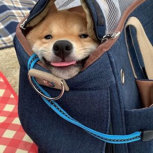 В Японии живет улыбчивый щенок Уни с самой очаровательной улыбкой в мире!