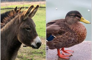 От утки до осликов: 15 примеров, как «говорят» животные в разных языках