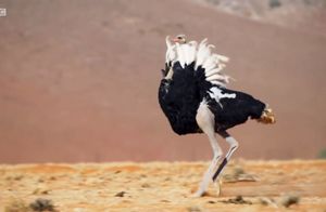 Видео: Брачные игры — какие уловки использует страус, чтобы привлечь самку