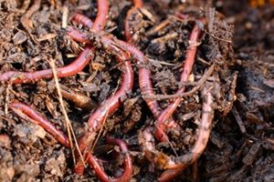 Калифорнийские черви на страже урожая