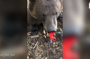 Видео: Медведь научился играть на трубе ради угощения