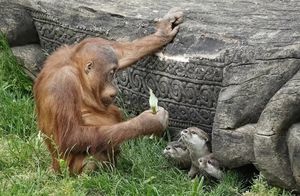 Видео: Как выдры смогли изменить жизнь орангутанов в зоопарке