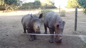 Носороги: как звучат самые опасные африканские звери