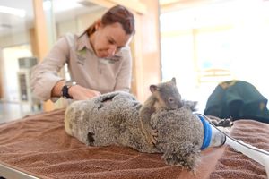 Фото дня: «Малыш коалы обнимает маму во время операции»