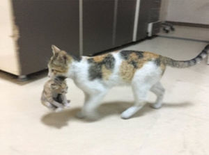 Кошка обратилась в больницу со своим котенком