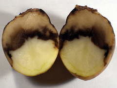 Болезни картофеля в погребе