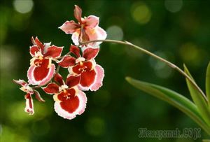 Орхидеи «Онцидиум»: выбор сорта и технология комнатного выращивания