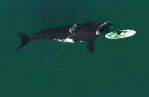 Видео: Южный гладкий кит мягко подталкивает плавником доску с гребцом