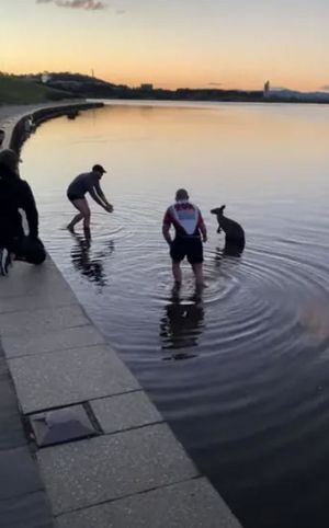 Велосипедисты спасли кенгуру из ледяной воды и животное поблагодарило за это