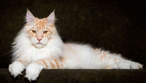 Его Величество мейн-кун: Роскошные портреты самых больших домашних кошек